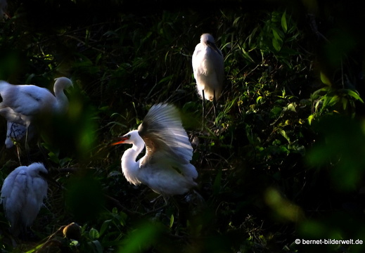 18-02-01-camau-vogelpark-Lâm viên-008