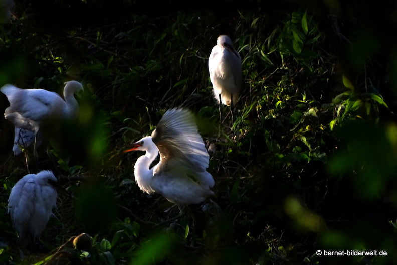 18-02-01-camau-vogelpark-Lâm viên-008.JPG