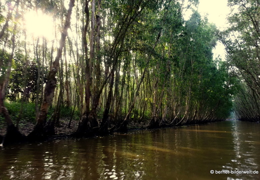 18-02-20-trasuforest-065