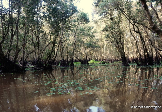 18-02-20-trasuforest-081