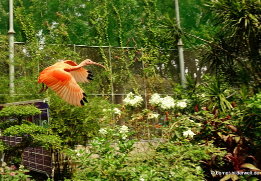 18-03-13-saigon-zoo-363