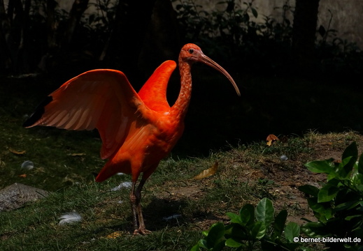 18-03-13-saigon-zoo-367