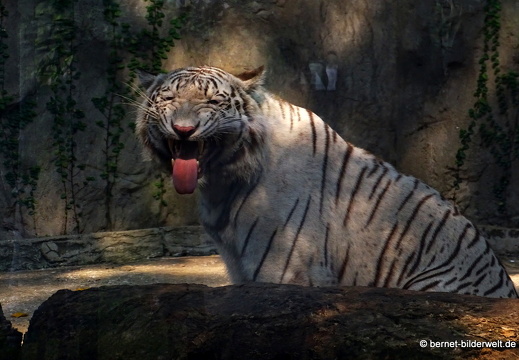 18-03-13-saigon-zoo-weisser tiger-005