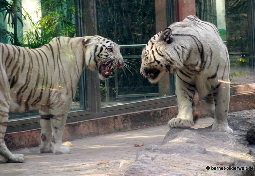 18-03-13-saigon-zoo-weisser tiger-055