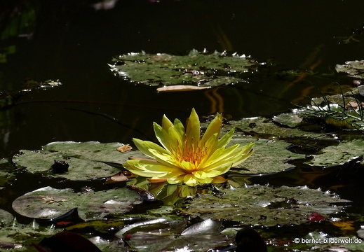 18-03-15-saigon-tao dan park-071