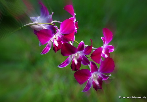 18-01-11-bentre-resort-orchideen im morgenlicht-025