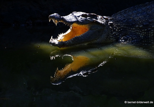 18-01-10-mekong-bootstour-con phung-krokodil-012