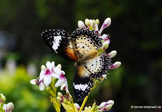 18-01-14-soctrang-mariposa lacewing-010