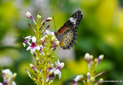 18-01-14-soctrang-mariposa lacewing-002