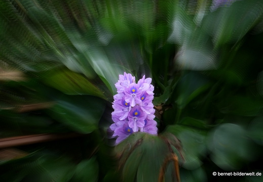 18-01-13-bentre-am song bentre-wasserhyazinthe-002