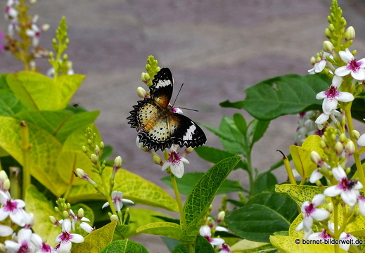 18-01-15-soctrang-mariposa-lacewing-017