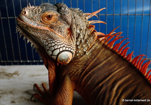 18-01-15-soctrang-leguan-007