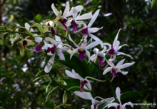 18-01-16-soctrang-park-blumenanlage-032