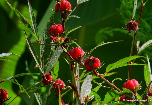 18-01-24-baclieu-see-ho nam-unbekannt-