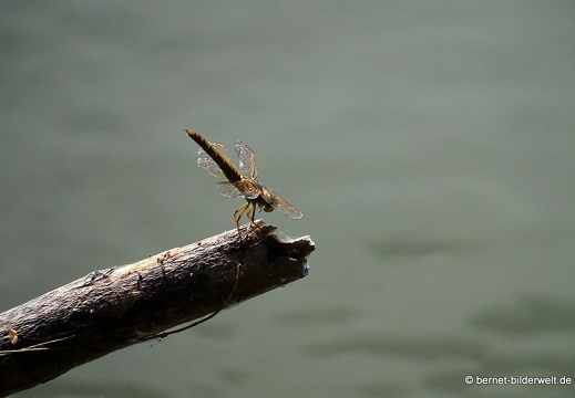 18-01-24-baclieu-see-ho nam-libelle-004