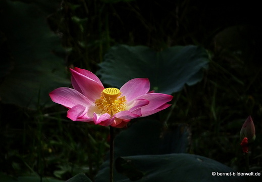 18-01-29-camau-tempel-Chùa Monivongsa Bopharam-074