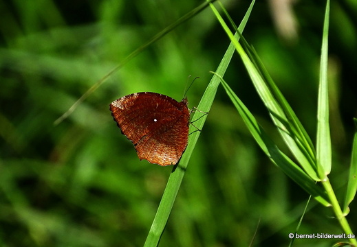18-01-30-camau-am bach-068