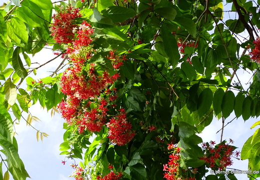 18-02-02-camau-rote bluete-011