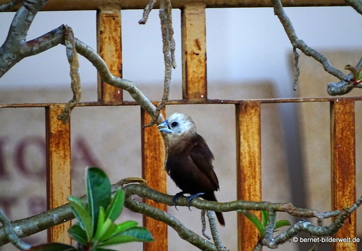 18-02-07-cantho-hotel-winterspring-unbekannter vogel-001