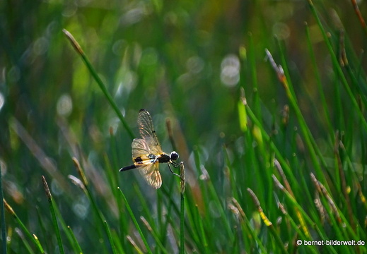 18-02-01-camau-libelle-006