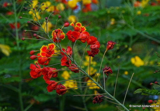 18-02-09-cantho-song cantho-morgenstimmung-138