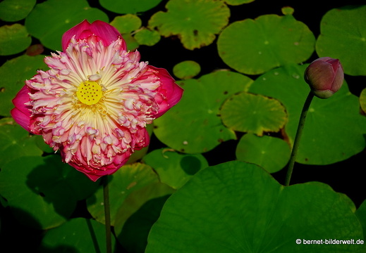 18-02-08-cantho-am song hau-097