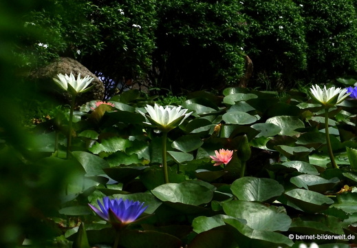 18-02-20-tempel-phuocdien-045