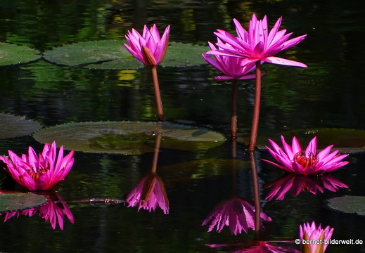 18-02-18-chaudoc-vinhtuong-am kanal-115