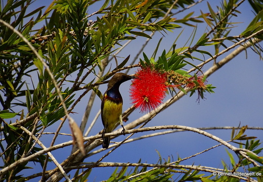 18-02-21-chaudoc-park-unbekannter vogel-001