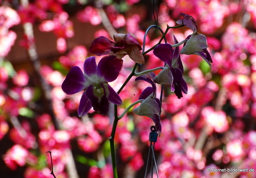 18-02-27-sadec-cafe Khúc Thụy Du-006