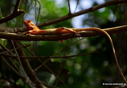 18-03-03-sadec-cafe khuc thuy du-echse-009