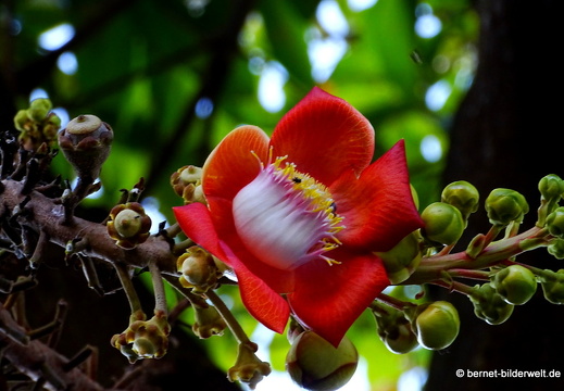 18-03-02-sadec-hotel-catmot-kanonenkugel-002