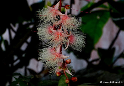 18-03-05-caibe-am mekongnebenfluss-sonnenaufgang-031