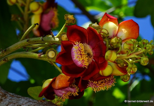 18-03-10-caibe-chua phuoc thoi-kanonenbluete-004