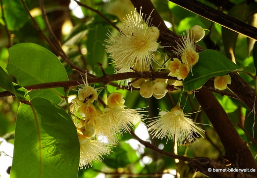 18-03-11-caibe-namthi-holiday-015