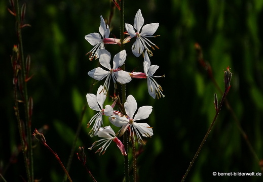 18-06-06-wuerzburg-botanischer garten-011