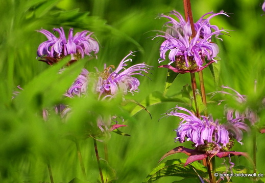 18-06-06-wuerzburg-botanischer garten-034