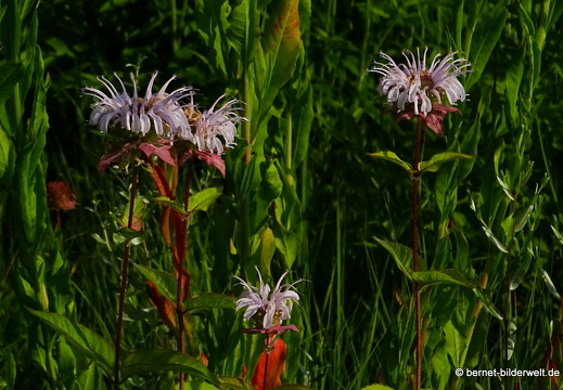 18-06-06-wuerzburg-botanischer garten-009