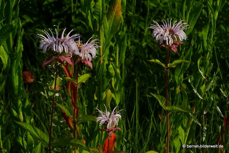 18-06-06-wuerzburg-botanischer garten-009.JPG