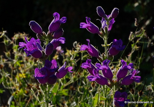18-06-06-wuerzburg-botanischer garten-064