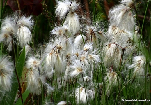 18-06-06-wuerzburg-botanischer garten-071