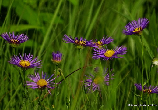 18-06-06-wuerzburg-botanischer garten-038