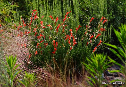 18-06-06-wuerzburg-botanischer garten-073