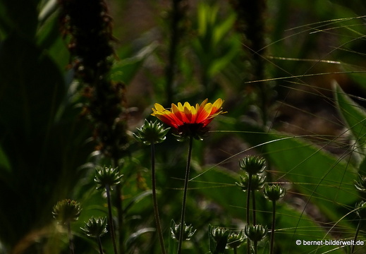 18-06-06-wuerzburg-botanischer garten-078