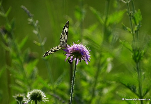 18-06-06-wuerzburg-botanischer garten-139