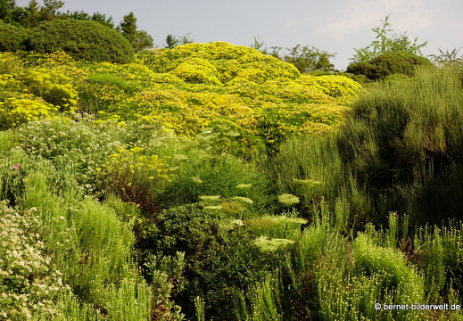 18-06-06-wuerzburg-botanischer garten-131