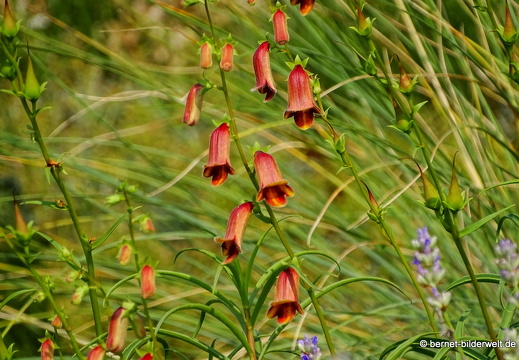 18-06-06-wuerzburg-botanischer garten-150