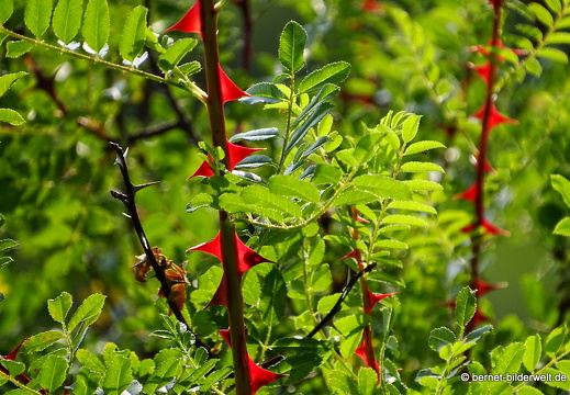 18-06-06-wuerzburg-botanischer garten-143