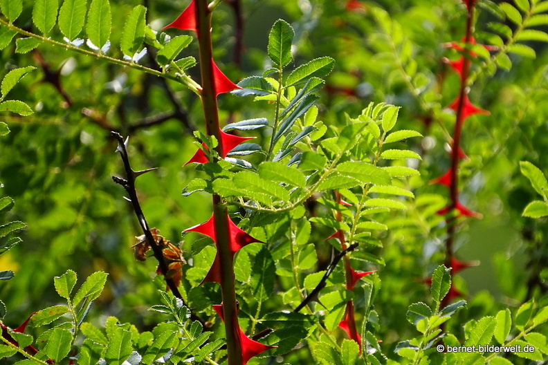 18-06-06-wuerzburg-botanischer garten-143.JPG