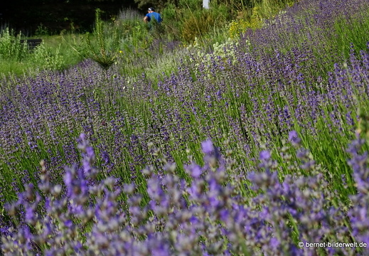 18-06-06-wuerzburg-botanischer garten-153